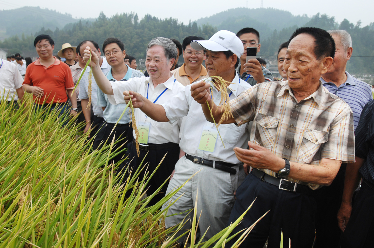 又破紀(jì)錄！袁隆平團(tuán)隊(duì)湖南衡南雙季稻測(cè)產(chǎn)畝產(chǎn)突破1600公斤