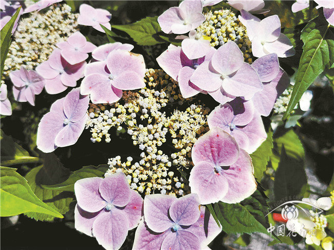 園林股份：繡球?yàn)椤爸鹘恰?，攜手繡球花產(chǎn)業(yè)國家創(chuàng)新聯(lián)盟打造一場云端繡球展