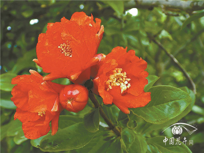 買朵石榴花，嫁給有情郎！《夢華錄》中的植物有執(zhí)念嗎？