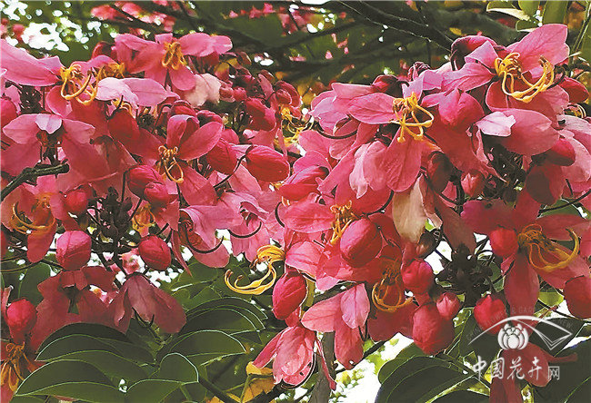 世界上開花最多的植物園？——西雙版納熱帶植物園